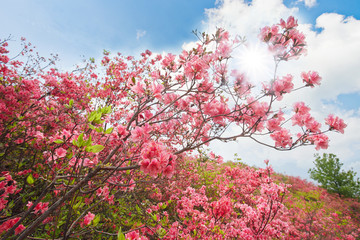 杜鹃花