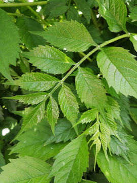 植物树叶