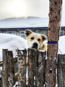 雪乡里的狗