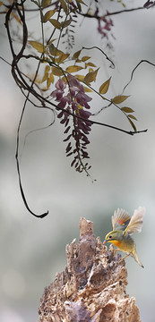 紫藤小鸟