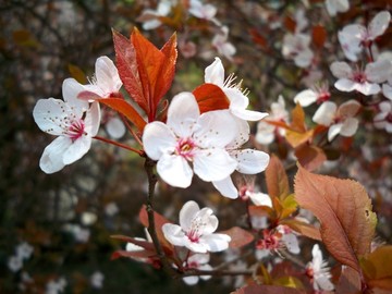 紫叶李