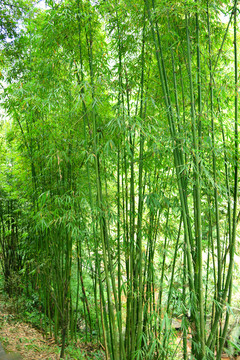 植物素材 翠竹 竹海 竹林