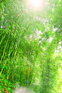 植物素材 翠竹 竹海 竹林