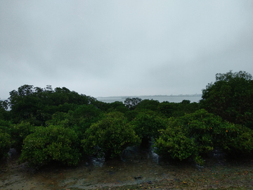 海边红树林 广东湛江