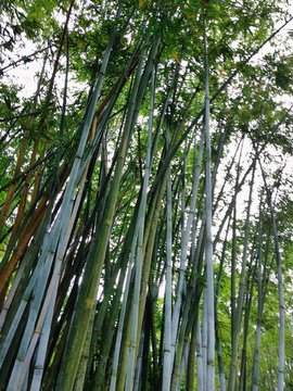 竹林竹枝竹叶