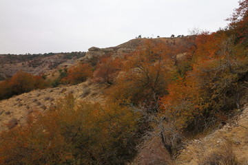 金色山谷