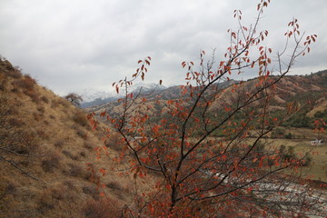 秋色如山沟