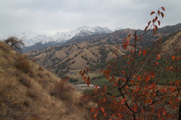 秋山 雪峰