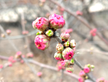 花蕾