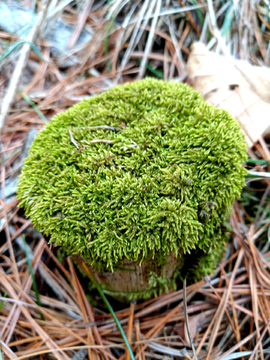 苔藓