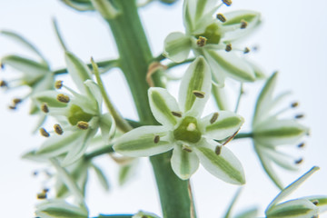 花穗 花瓣