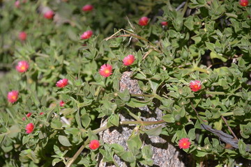 澳大利亚野生动物园的红雏菊