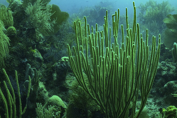 深海植物