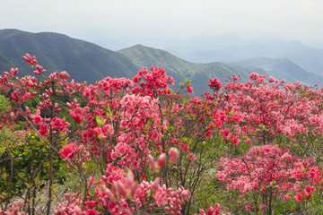 杜鹃花