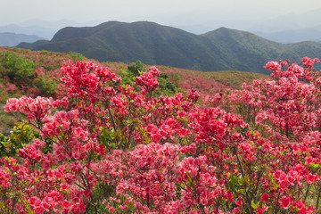 杜鹃花