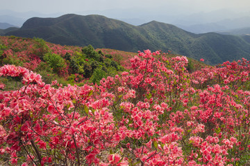 杜鹃花海