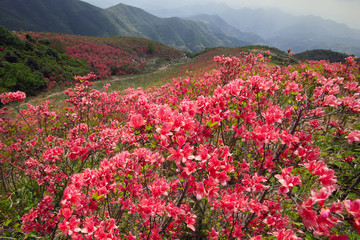 杜鹃花海