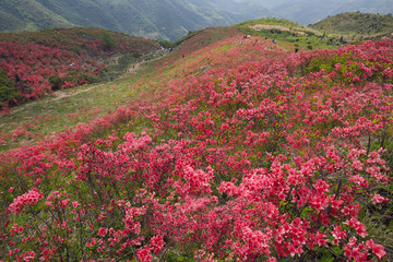 杜鹃花丛