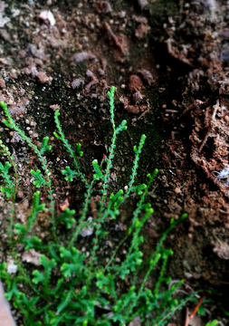 苔藓植物