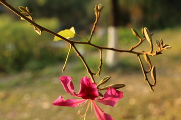 紫荆花