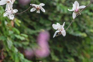 红梅 玉兰花