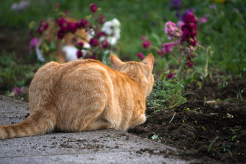 小猫 捕猎