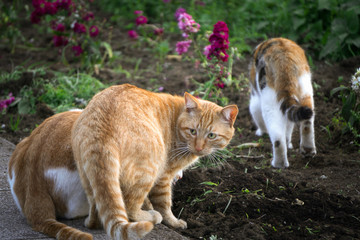 小猫 草丛