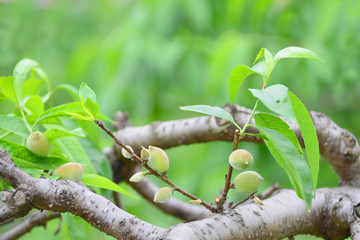 桃树挂果 桃子果实