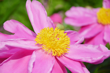 芍药花蕊