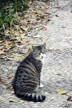 流浪猫