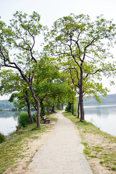 树林小路风景