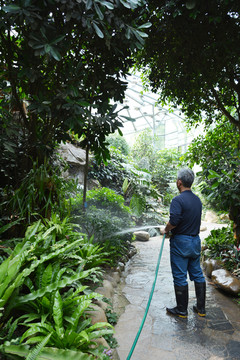 给植物浇水