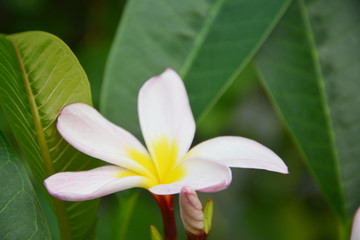 鸡蛋花