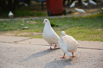 两只白鸽