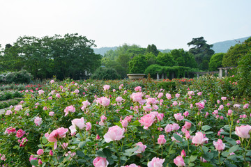蔷薇园