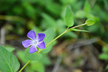 蓝色小花