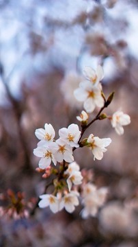 无锡鼋头渚樱花