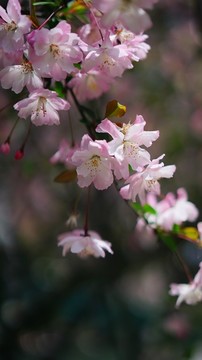 垂丝海棠