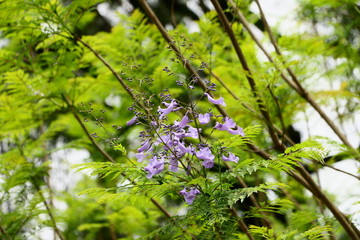 蓝花楹