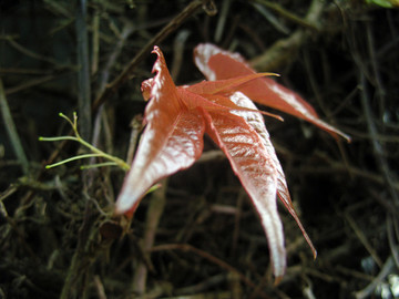 枯藤长新芽