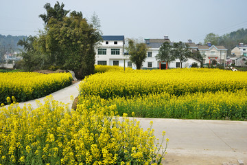 油菜花 油菜 输电线路