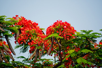 花 红花 凤凰花