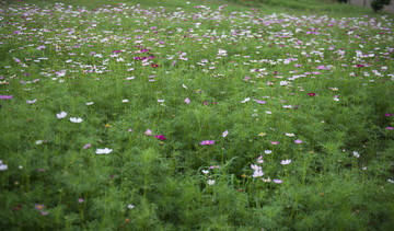 花草