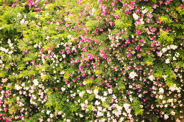 蔷薇花绿植背景