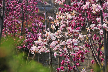 玉兰花开