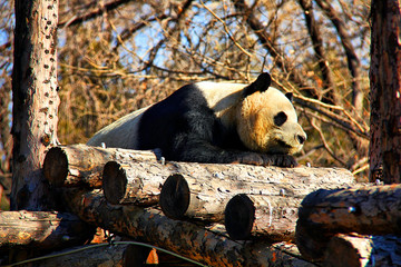 大熊猫 北京动物园 国宝