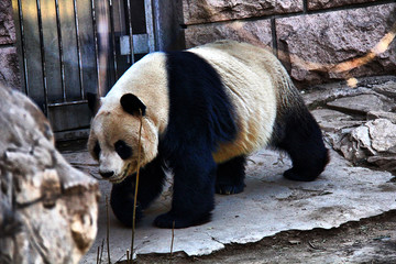 大熊猫 北京动物园 国宝