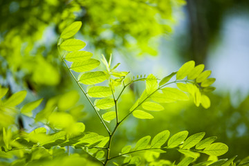 树枝 树叶