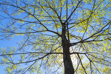 树枝绿叶蓝天背景