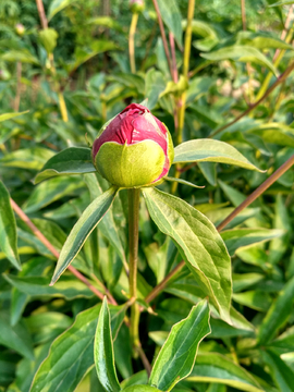 花蕾初绽